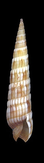 Terebra affinis f. peasei  30 mm