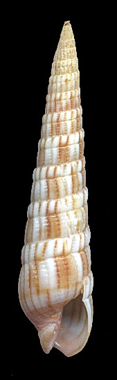 Terebra affinis puncticulata 40 mm