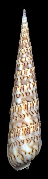 Terebra crenulata f. fimbriata (Deshayes, 1859) 75mm