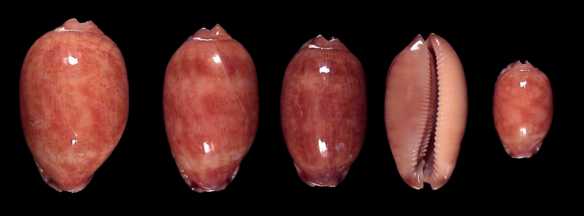 http://www.seashell-collector.com/articles/2005/Lorenz/Sri%20Lanka_fichiers/arabicasubfossil.jpg