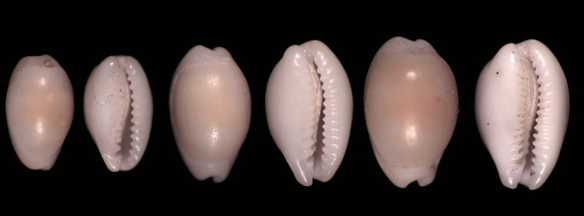 Cypraea Palmadusta asellus  Cowry Shell ~15/19mm~Specimen Seashells ~ Each