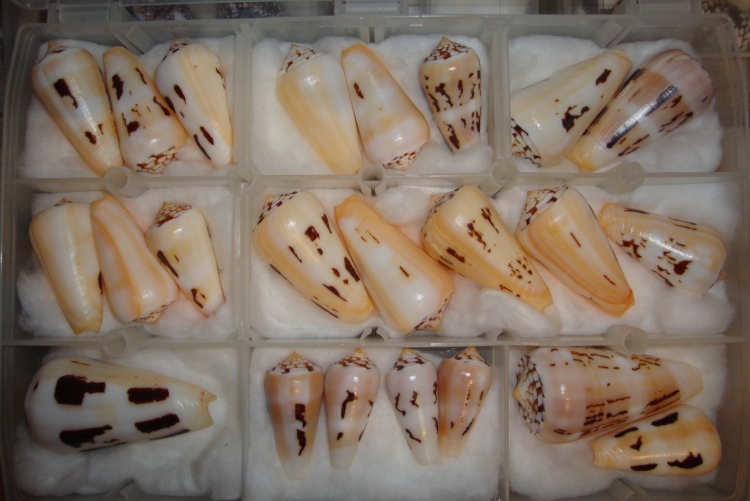 sea shell collecting