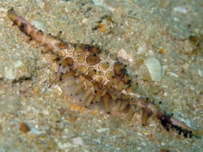 May 2008 just off the island of Perhentian Kecil in Malaysia at a depth of 24 metres on a sandy bottom