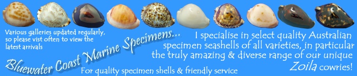 http://www.seashell-collector.com/pic/link_icon/bannerRob.jpg