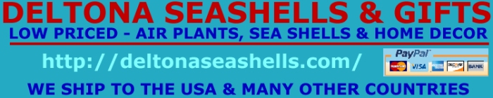 http://www.seashell-collector.com/pic/link_icon/deltona700.jpg