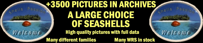 http://www.seashell-collector.com/pic/titres/shellspassion_banner.gif