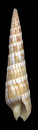 Terebra affinis  38mm