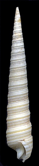 T. langfordi Pilsbry, 1921 - 38 mm