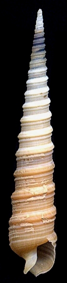 Terebra funiculata - 40 mm