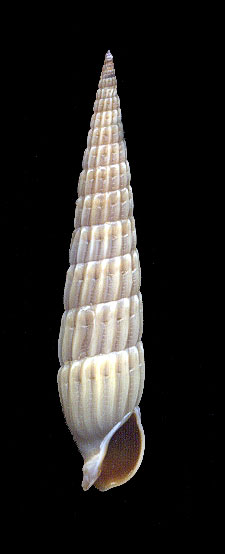 Terebra nitida - 30 mm