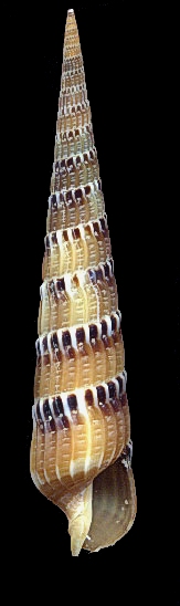 Terebra pertusa - 42 mm