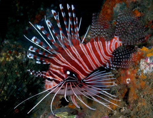 http://www.scuba-equipment-usa.com/marine/AUG04/images/Pterois_antennata.jpg